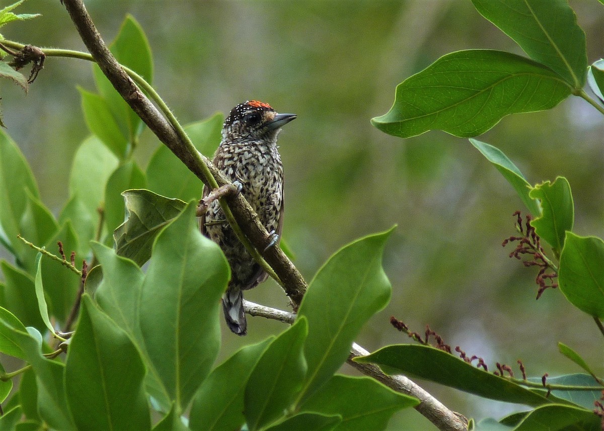 White-wedged Piculet - ML380156701