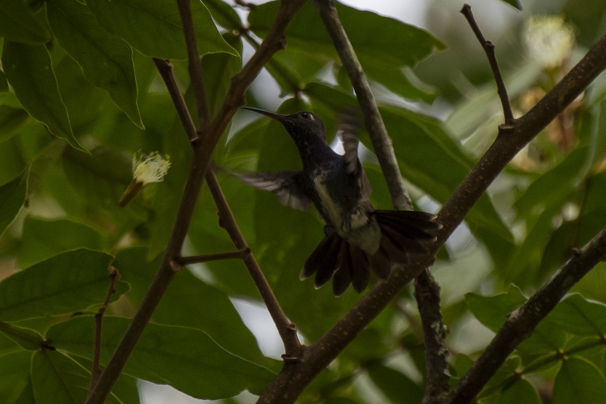 kolibřík safírový - ML380157211