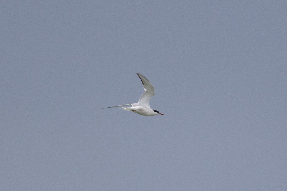 Common Tern - ML380158491