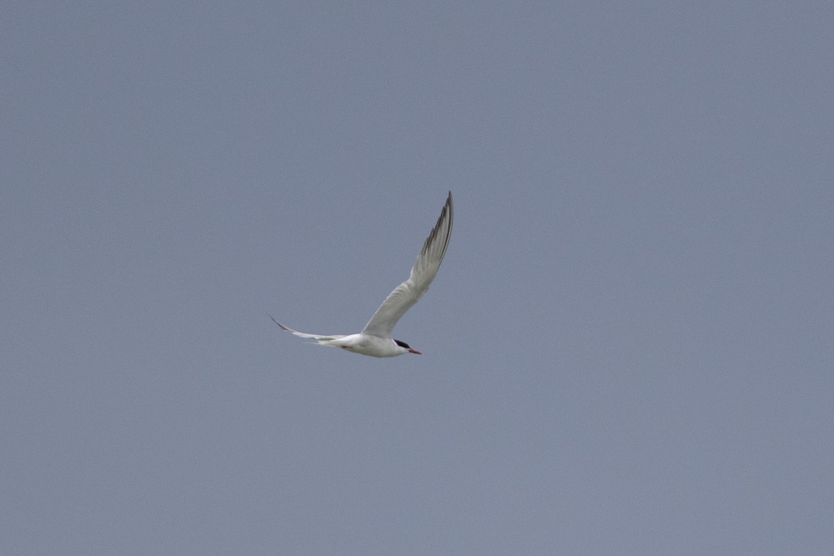Common Tern - ML380158651