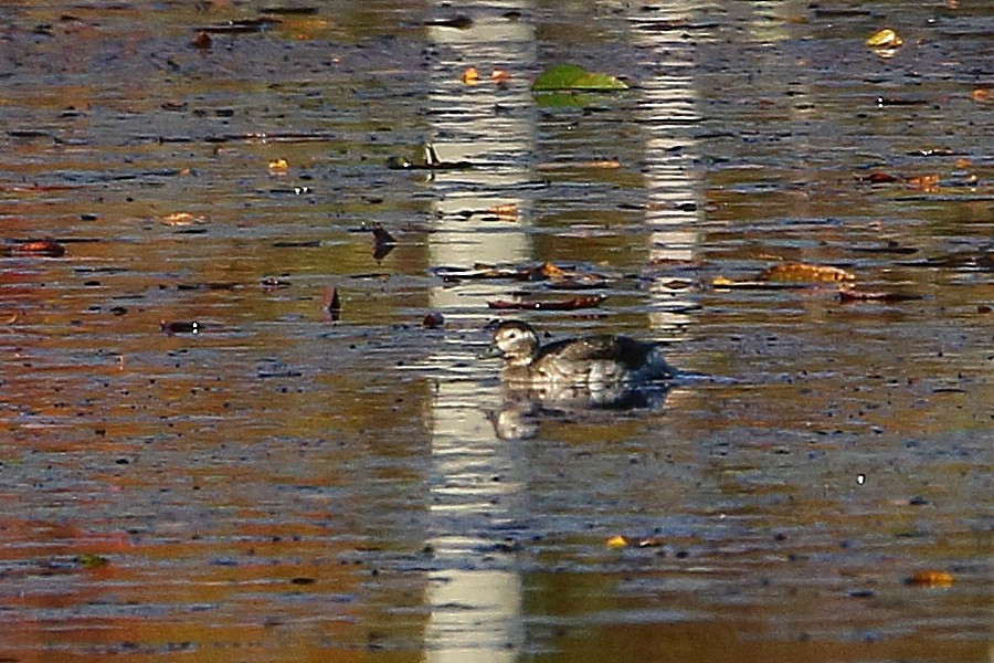 Long-tailed Duck - ML38016171
