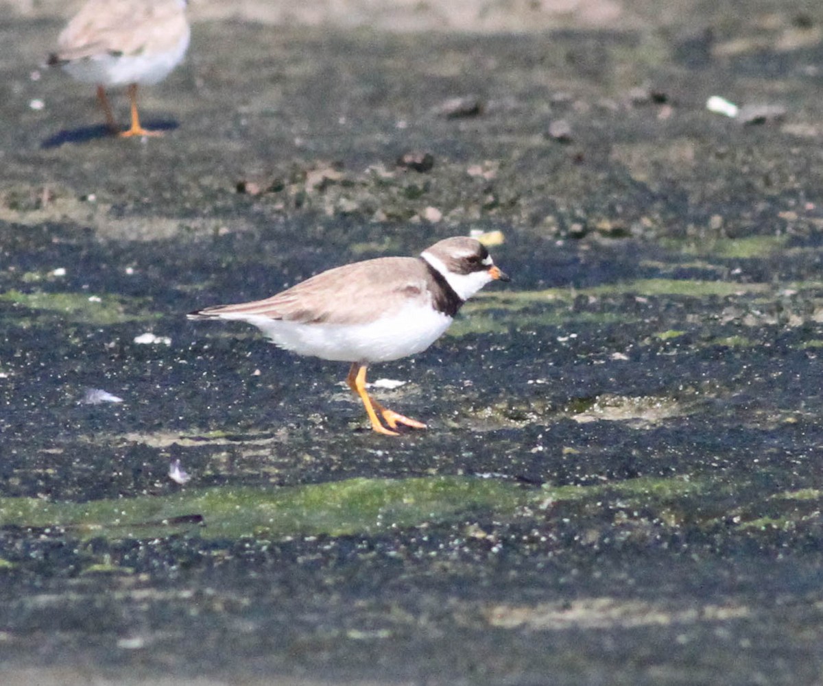 Semipalmated Plover - ML380165281