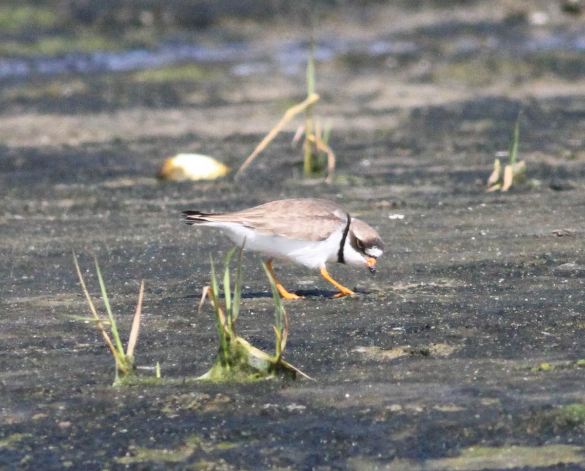 Semipalmated Plover - ML380165291