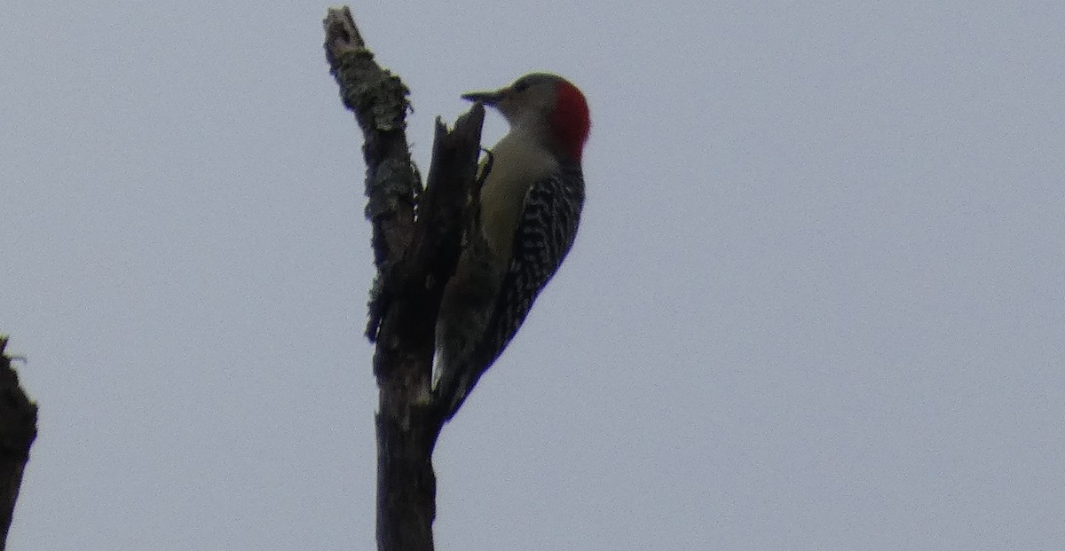 Red-bellied Woodpecker - ML380170871