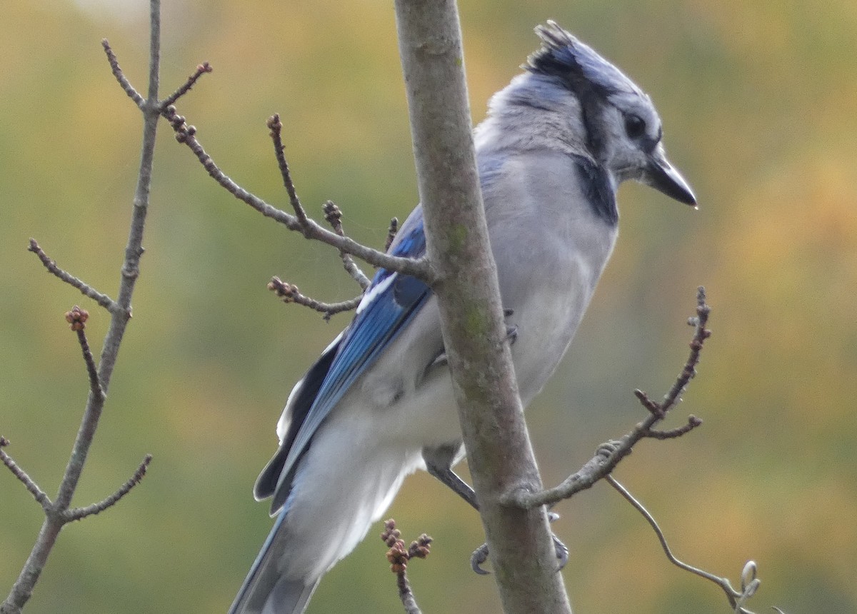 Blue Jay - Anonymous