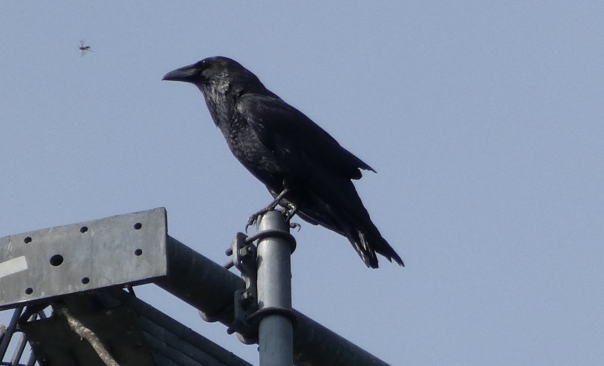 Common Raven - ML380171141