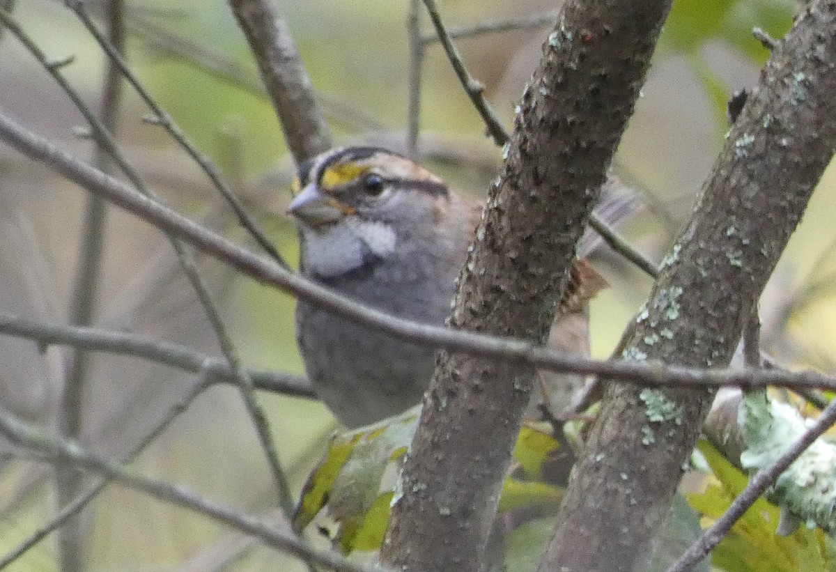 White-throated Sparrow - ML380171761