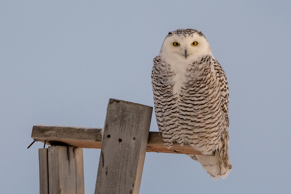 Snowy Owl - ML380172731