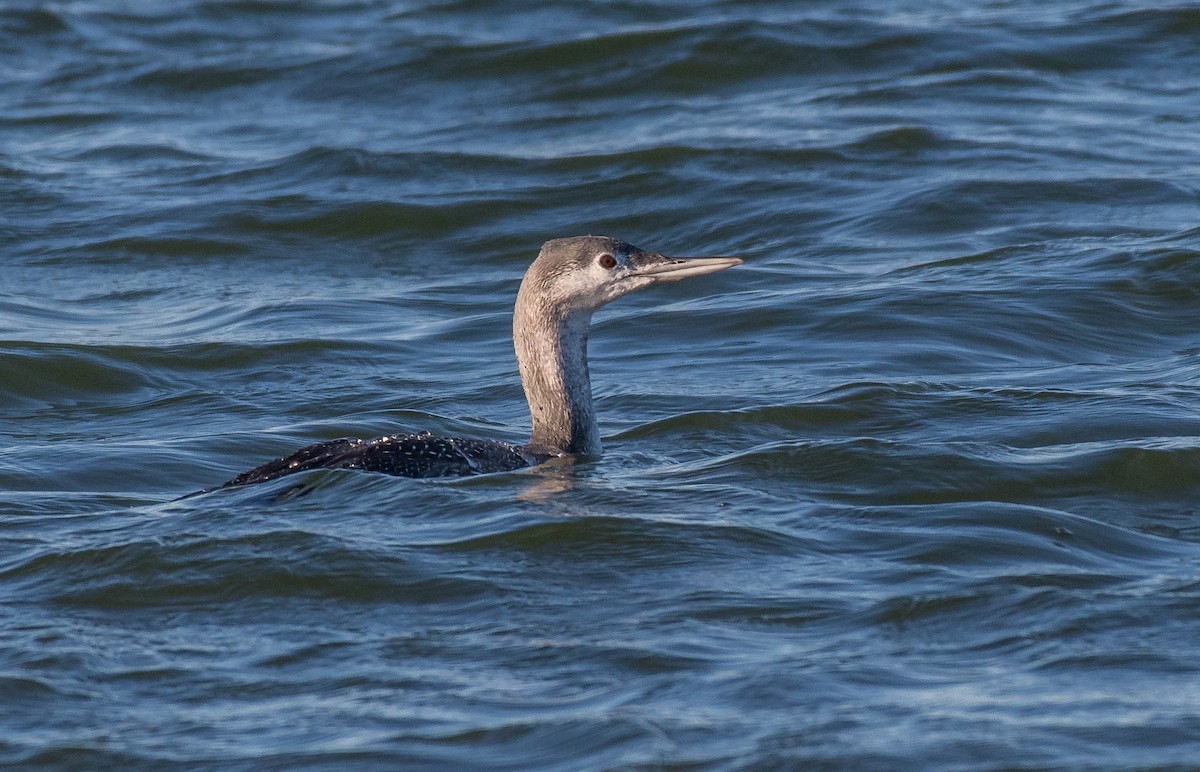 Red-throated Loon - Kevin Couture