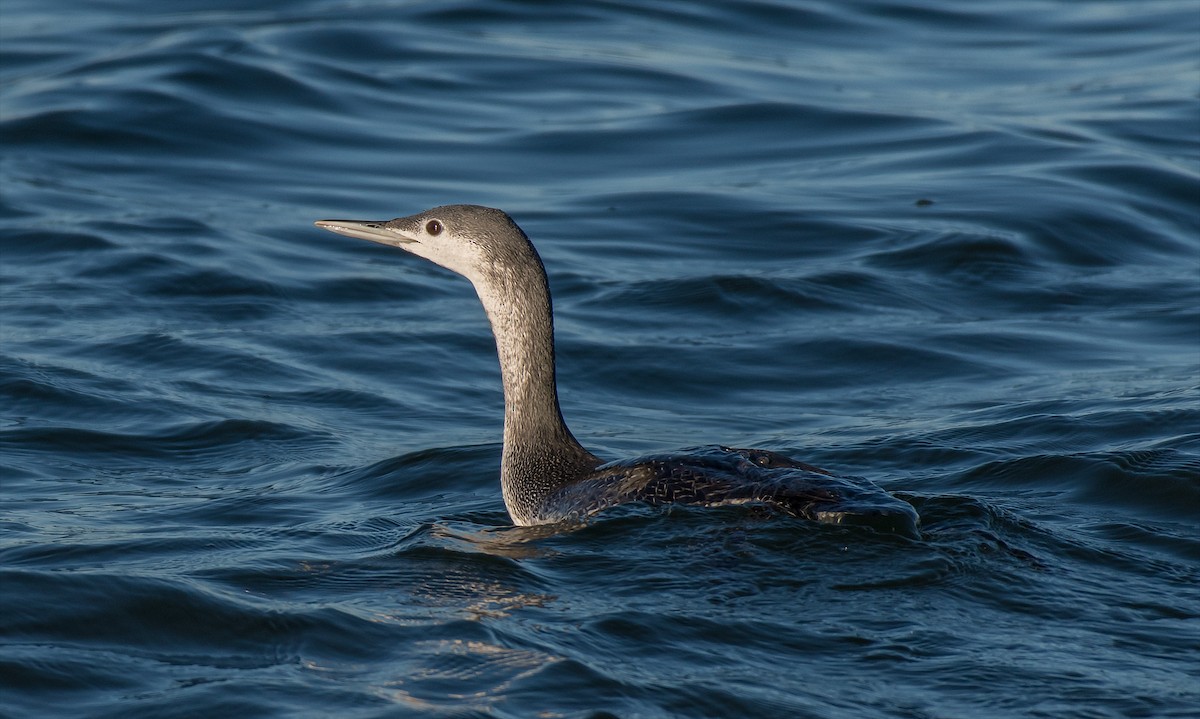 Red-throated Loon - ML38017501