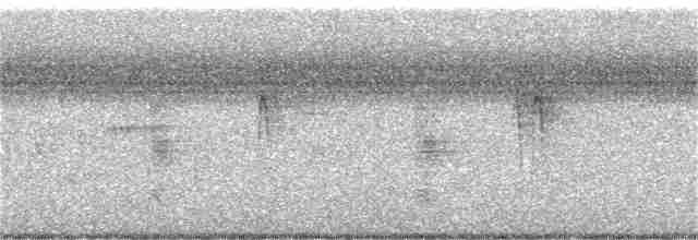 Светлобрюхий фиби - ML380180891