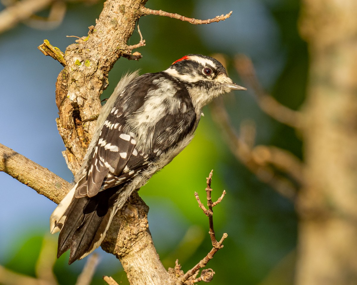 Downy Woodpecker - ML380183001