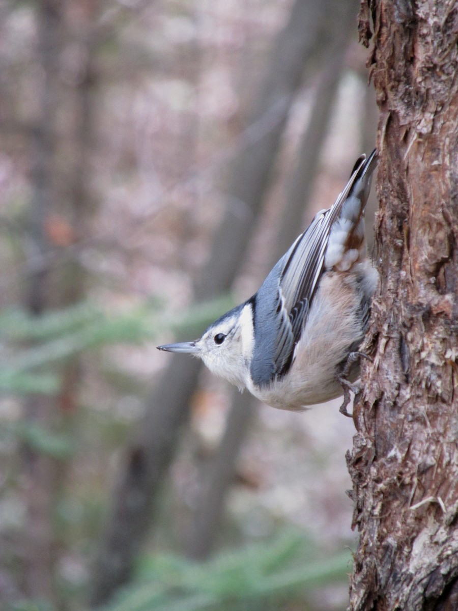 White-breasted Nuthatch - ML38018551