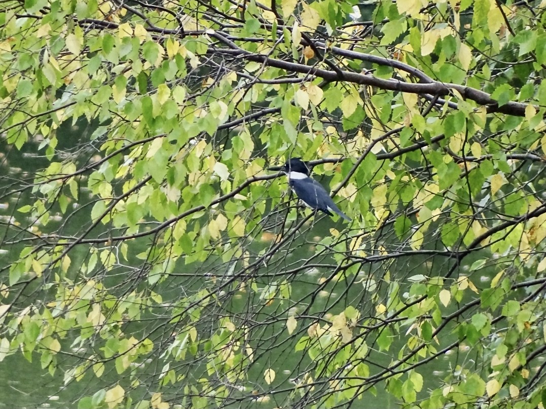 Belted Kingfisher - ML380185541