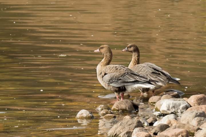 Pink-footed Goose - ML380190901