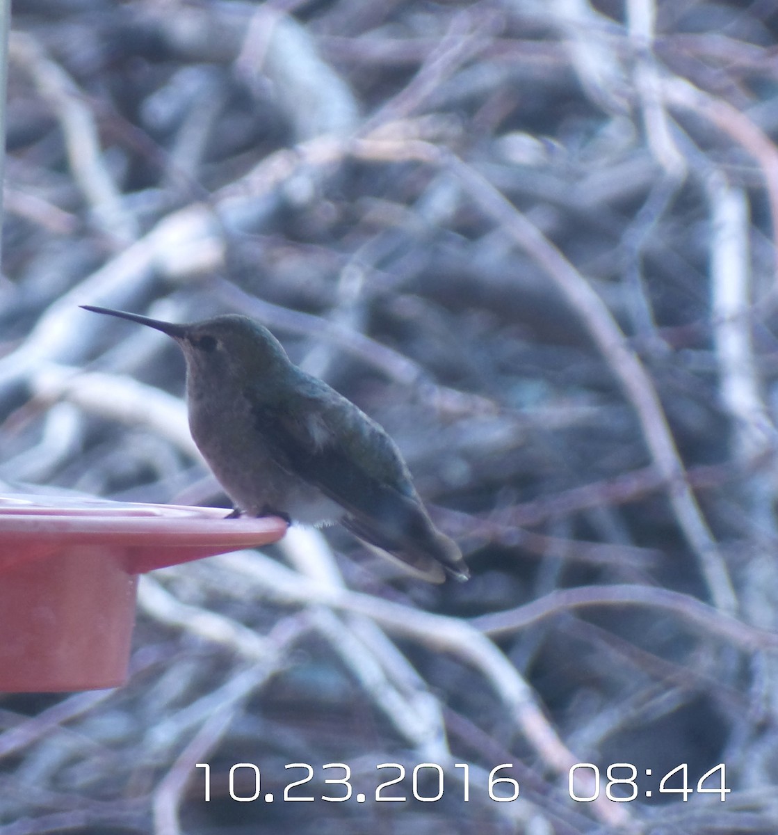 Anna's Hummingbird - ML38019321