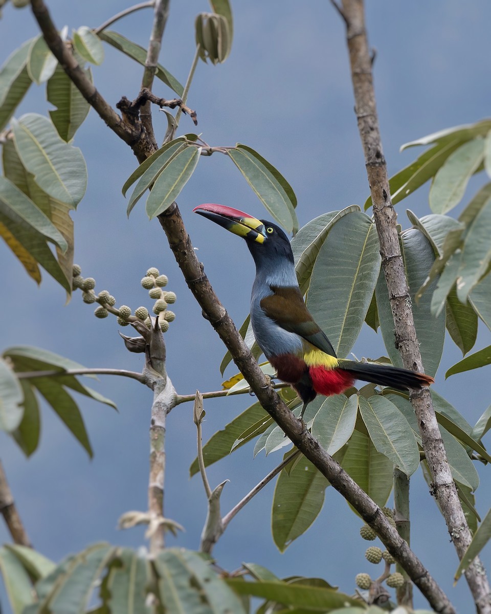 Gray-breasted Mountain-Toucan - ML380195271
