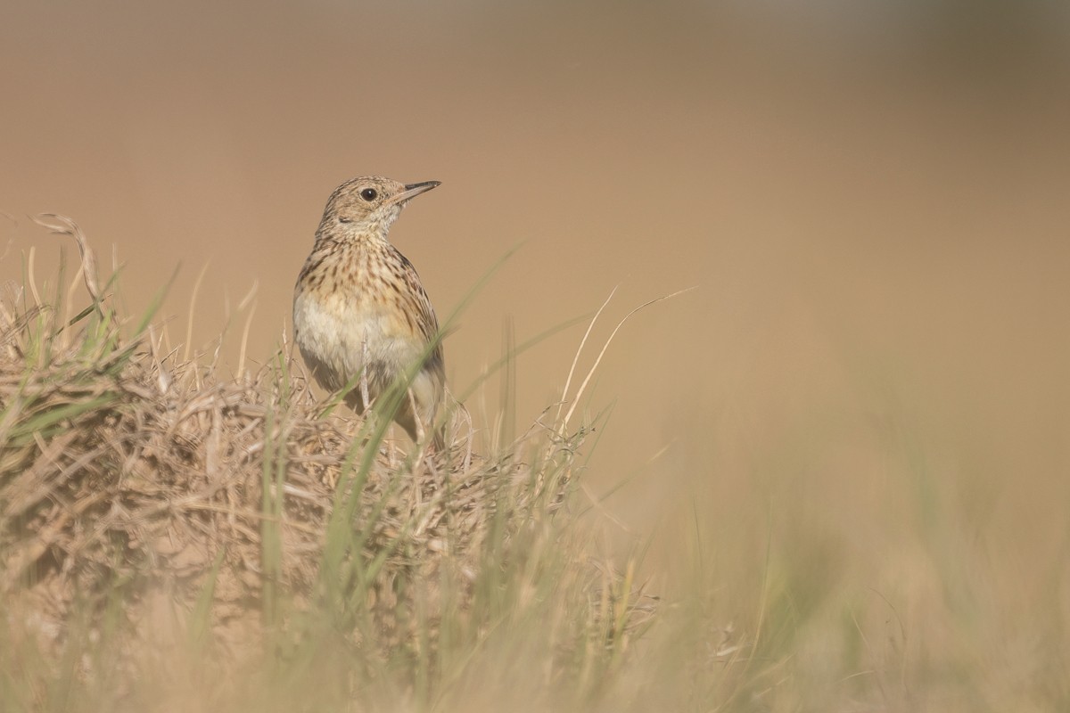 Yellowish Pipit - Jorge Claudio Schlemmer