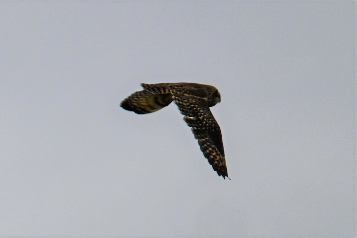 Short-eared Owl - ML380201641