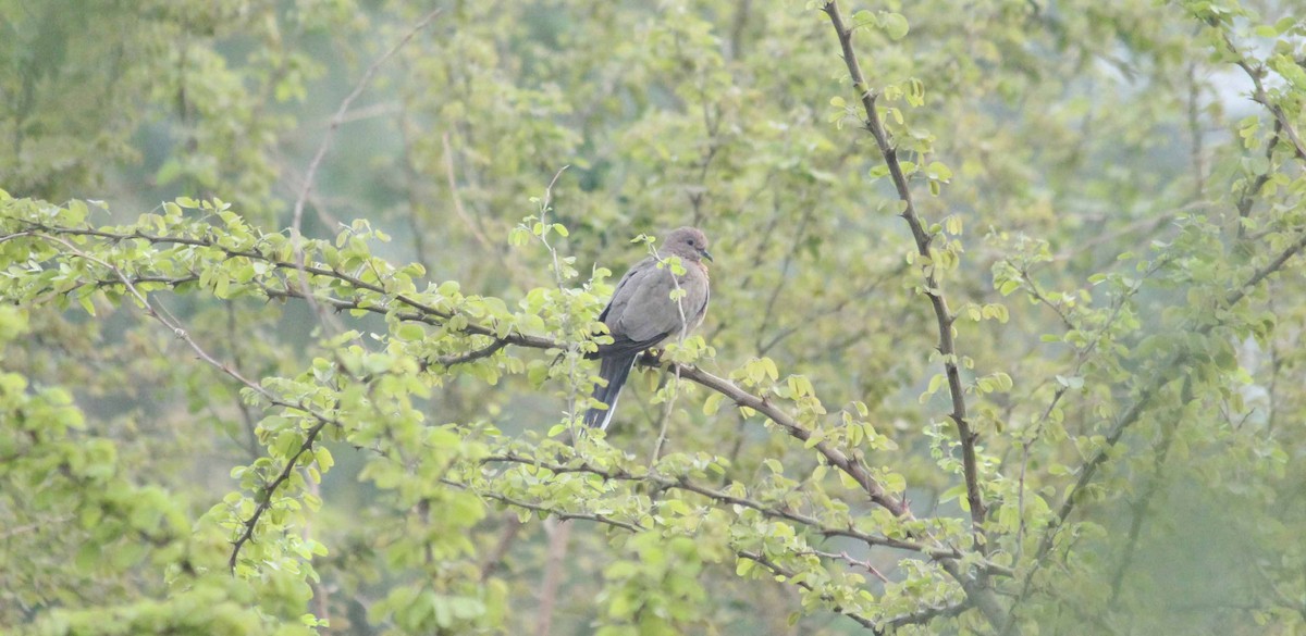 Laughing Dove - ML38020191
