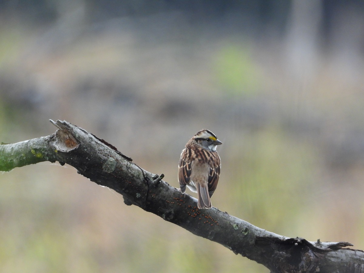 White-throated Sparrow - Chad Wilson