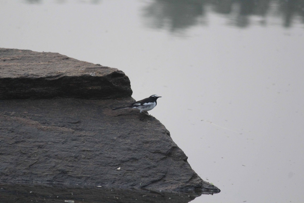 White-browed Wagtail - ML38020311
