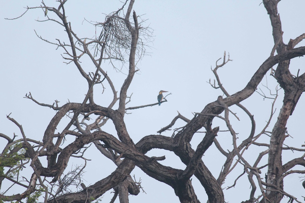Stork-billed Kingfisher - Shanmugam Kalidass
