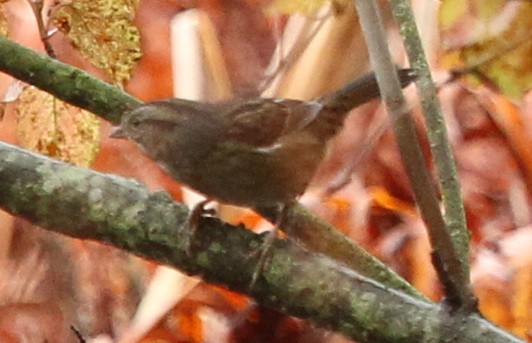 Swamp Sparrow - sicloot