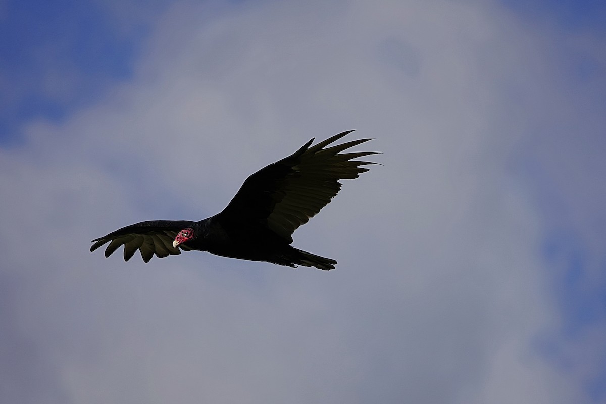 Turkey Vulture - Anonymous
