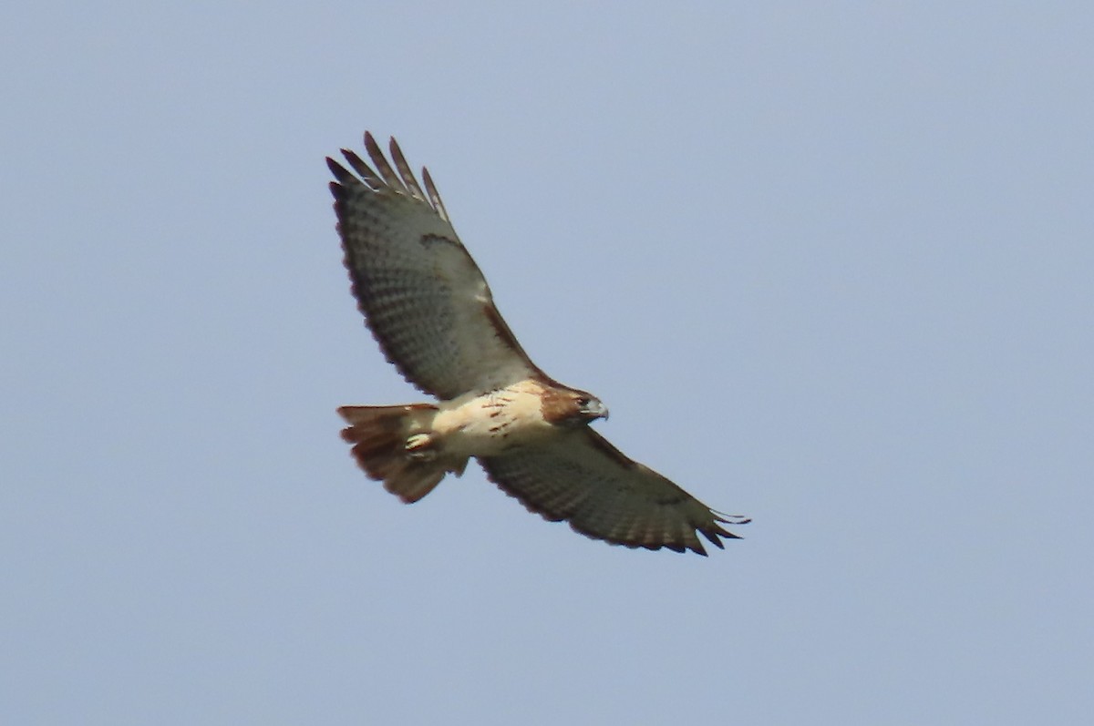 Red-tailed Hawk - ML380212491