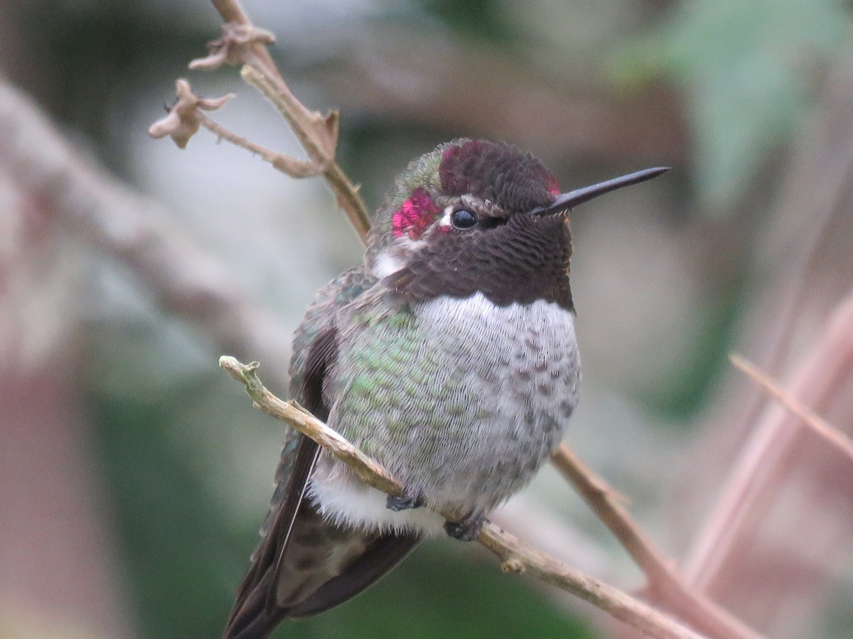 Anna's Hummingbird - ML38021261