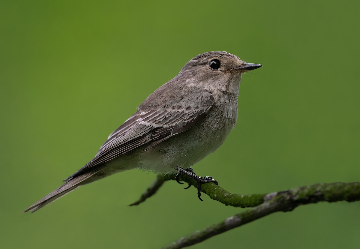 Spotted Flycatcher - Lucas  Oh