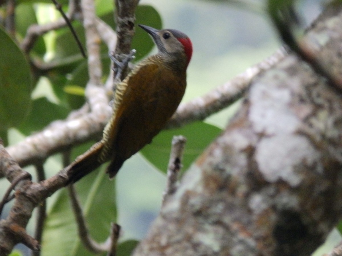 Golden-olive Woodpecker - ML380214851