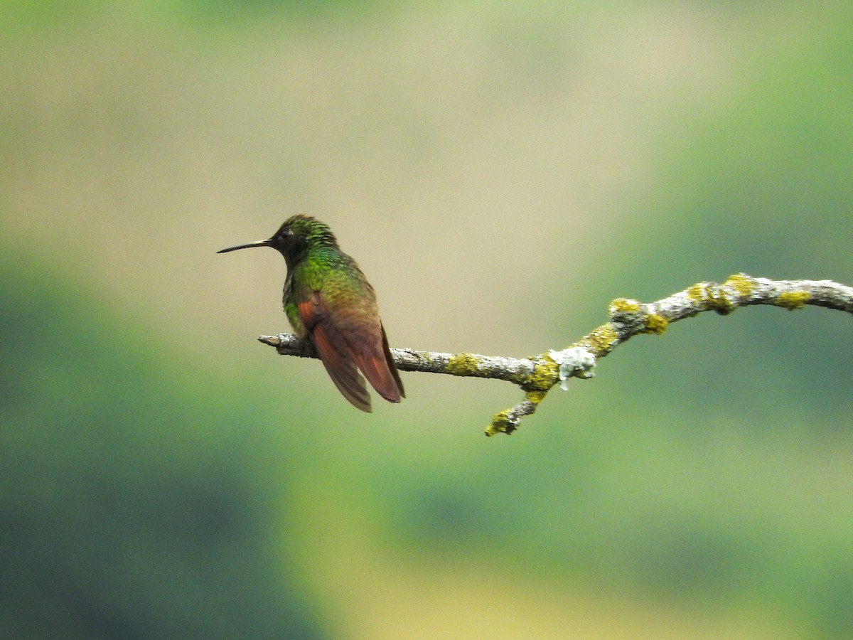 Berylline Hummingbird - Osvaldo Balderas San Miguel