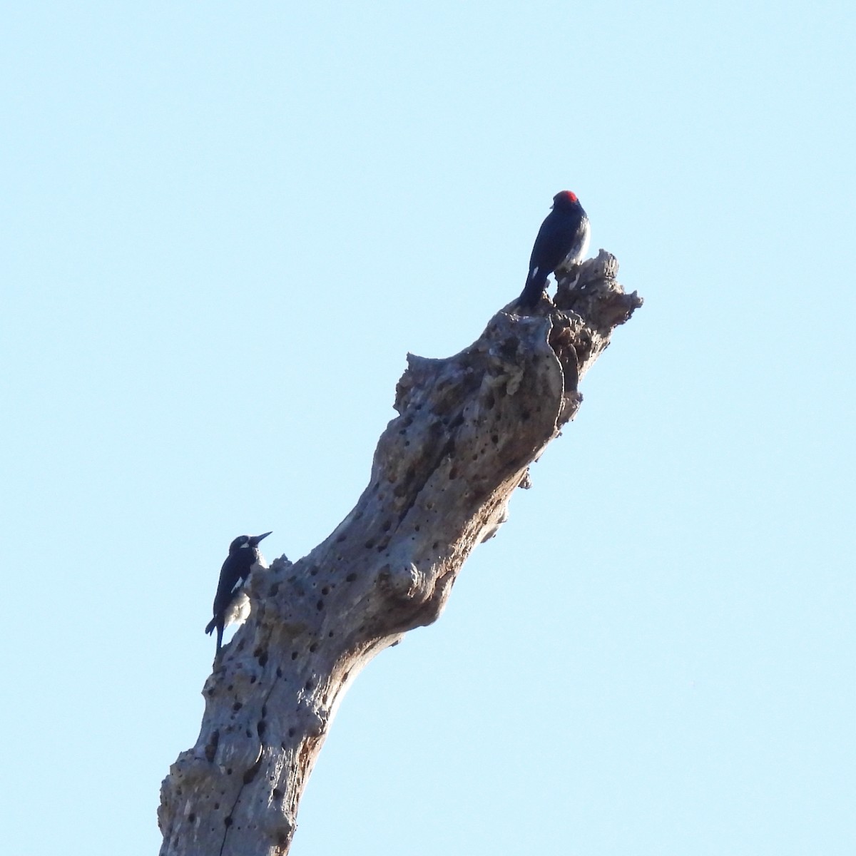 Acorn Woodpecker - ML380217021