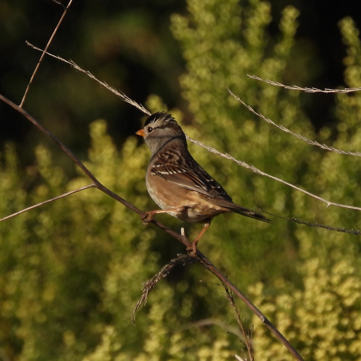 White-crowned Sparrow - ML380217941
