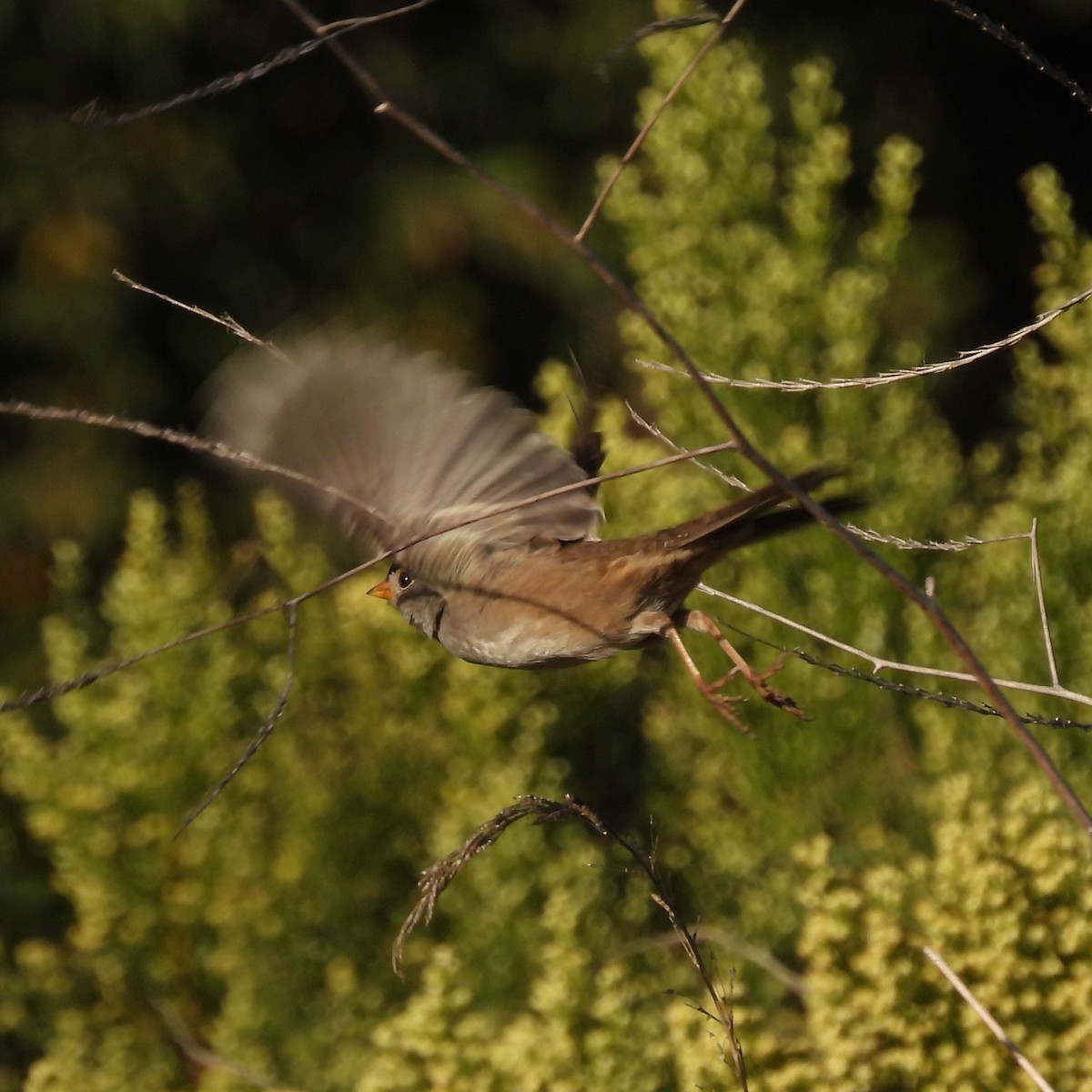 White-crowned Sparrow - Martha Wild