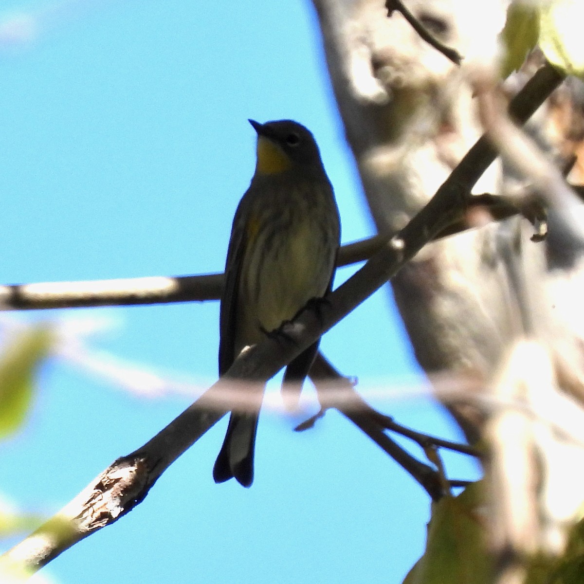 Yellow-rumped Warbler (Audubon's) - ML380218131