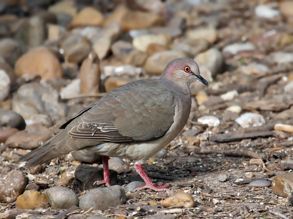 White-tipped Dove - Dick Dionne