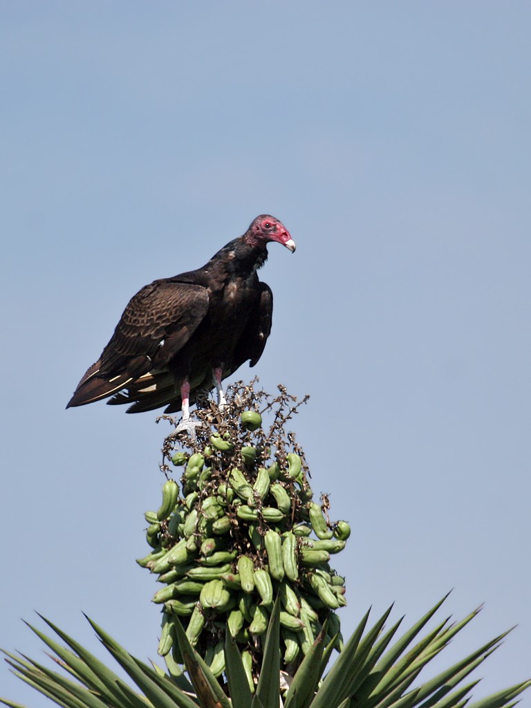 Turkey Vulture - Dick Dionne