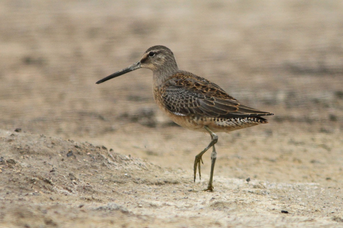 Long-billed Dowitcher - ML38022471