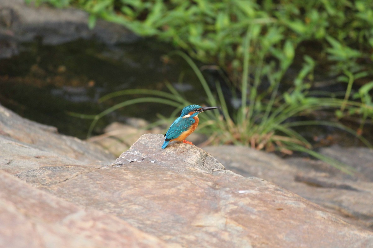 Common Kingfisher - Shanmugam Kalidass