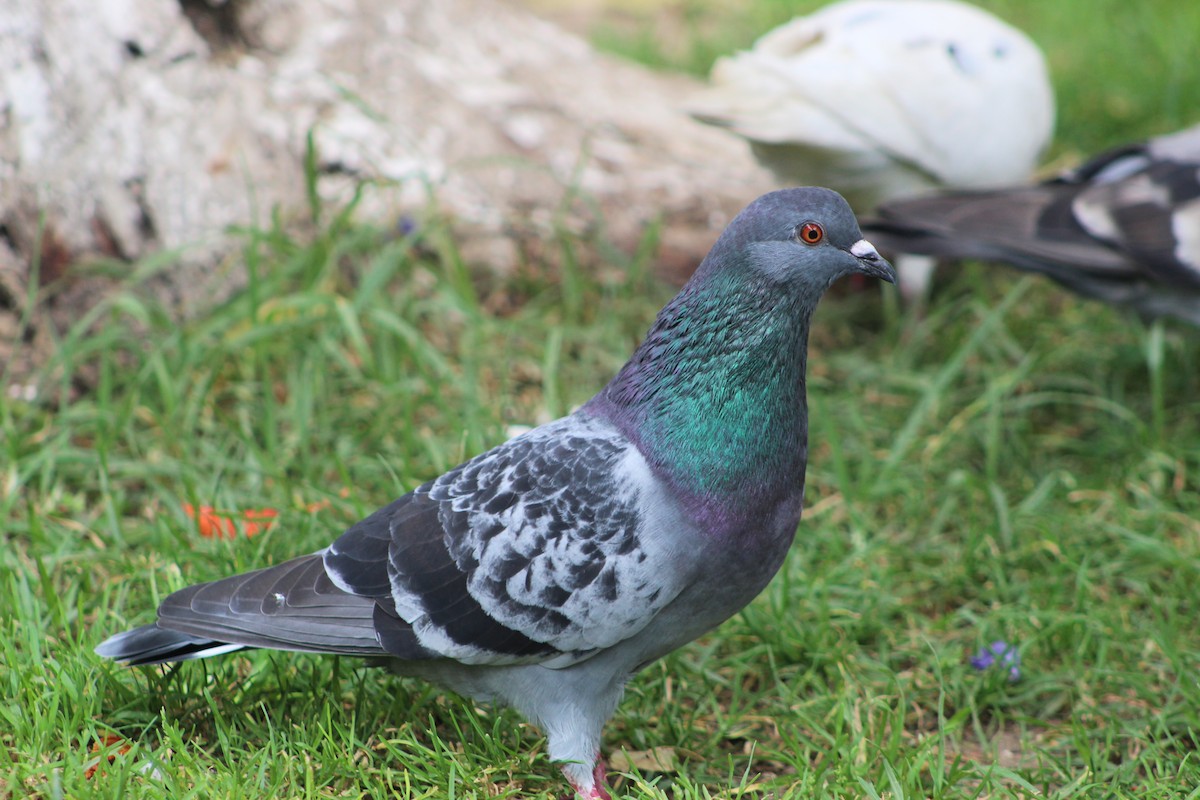 Rock Pigeon (Feral Pigeon) - Homer Sandoval Saavedra