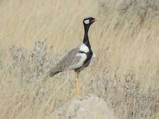  - White-quilled Bustard