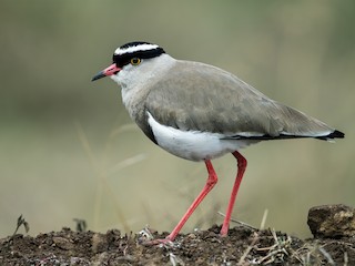  - Crowned Lapwing