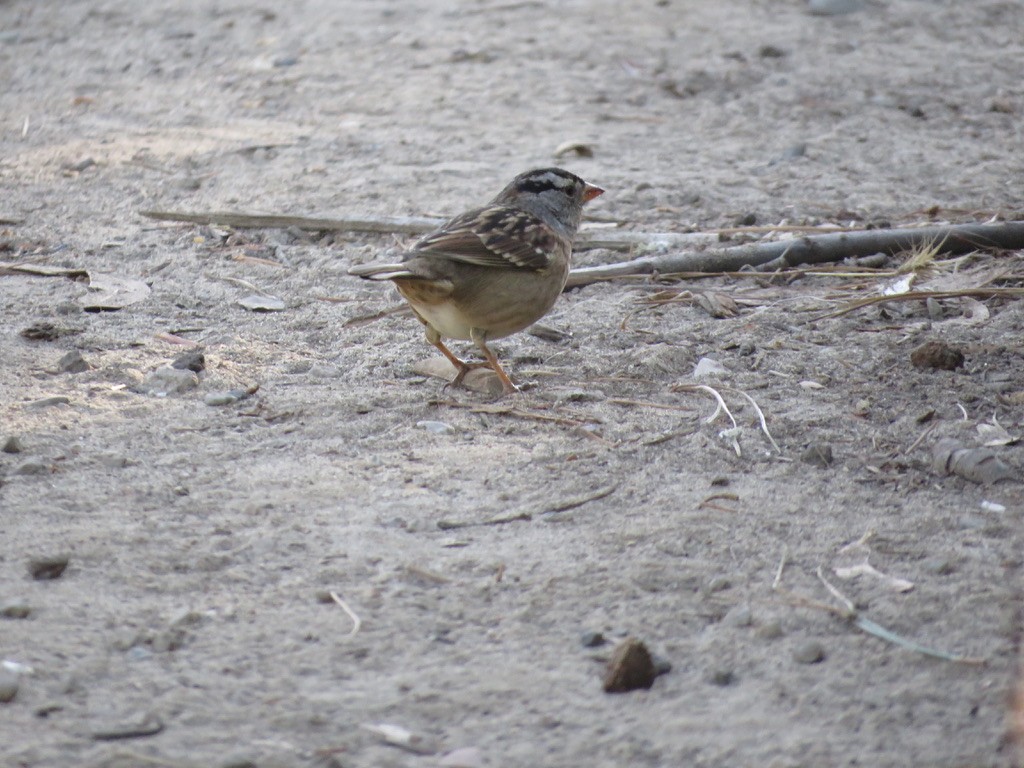 White-crowned Sparrow - Jennifer Rycenga