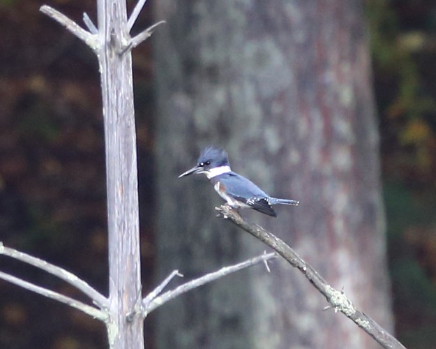 Belted Kingfisher - ML380233531