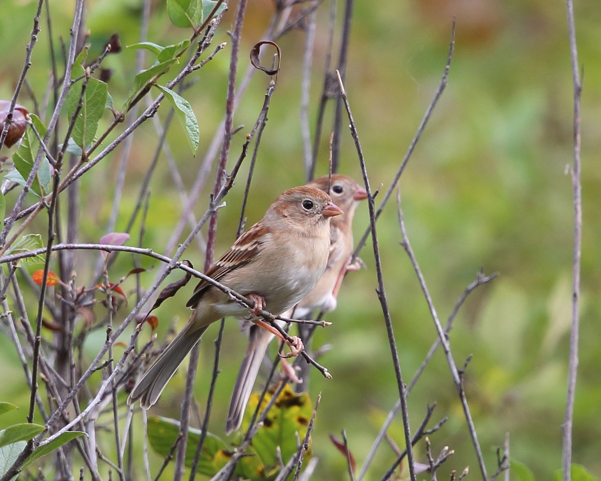 Field Sparrow - ML380233791