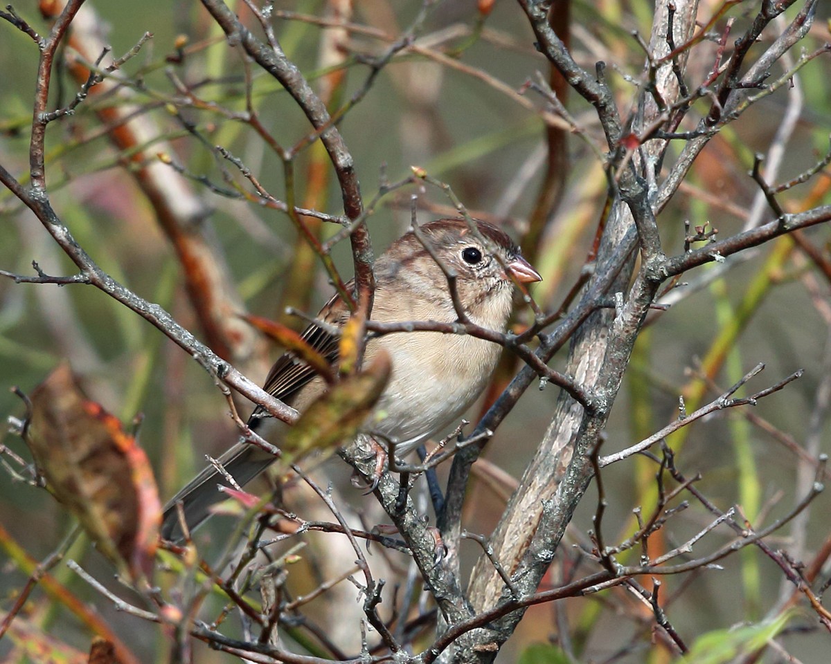 Field Sparrow - ML380233851