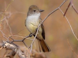  - Nutting's Flycatcher